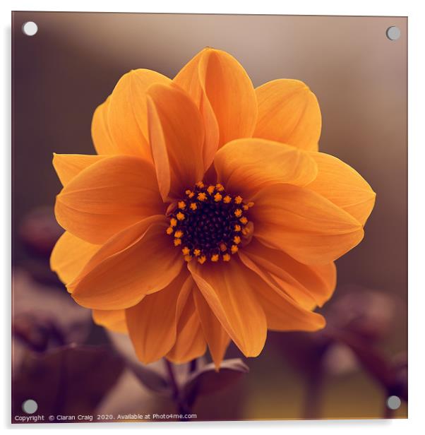 Closeup Orange Flower  Acrylic by Ciaran Craig