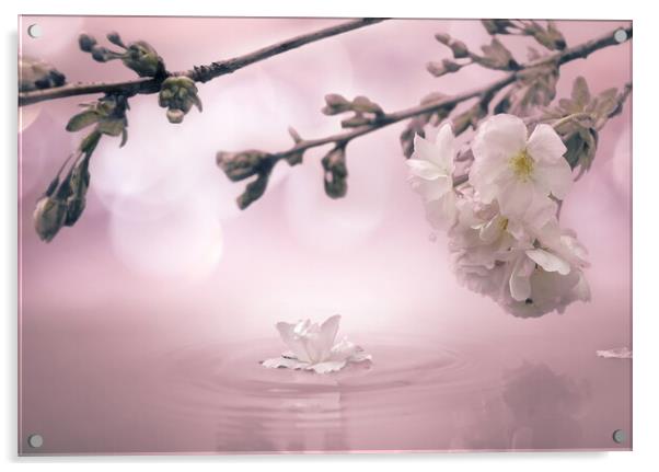 Blossom Bokeh Acrylic by David Neighbour