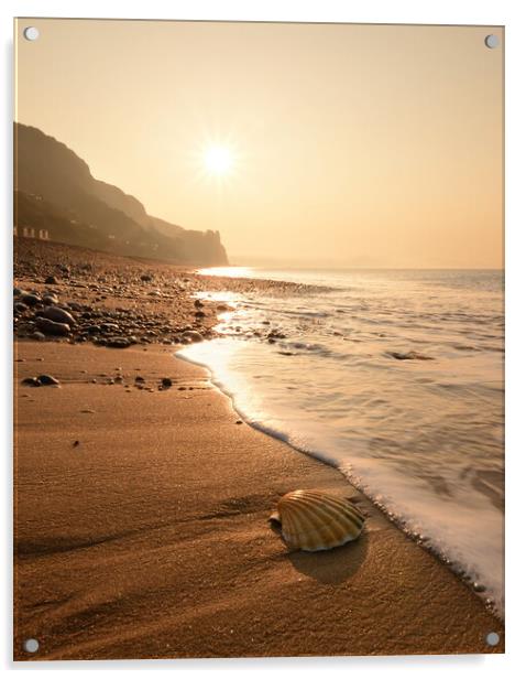 Branscombe Scallop Shell Acrylic by David Neighbour