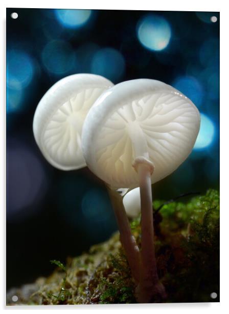 Porcelain Fungus Acrylic by David Neighbour