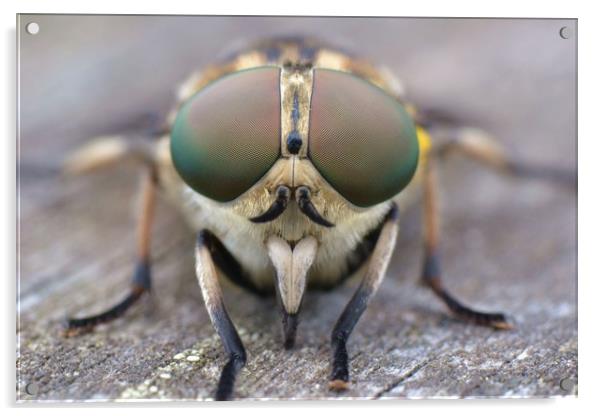 Horsefly macro Acrylic by David Neighbour