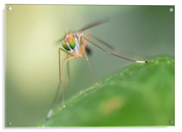 Long legged fly macro. Acrylic by David Neighbour