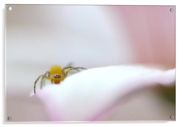 Soft soft spiderling Acrylic by David Neighbour