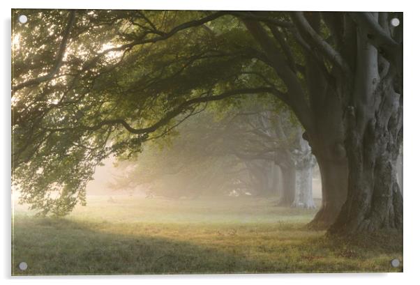 Misty Beeches Acrylic by David Neighbour