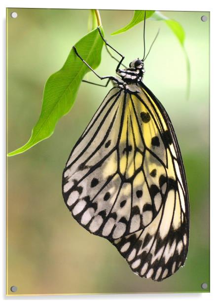 Tree Nymph Butterfly Acrylic by David Neighbour