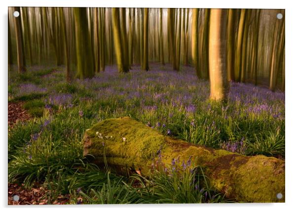 Dorset Bluebell Wood Acrylic by David Neighbour