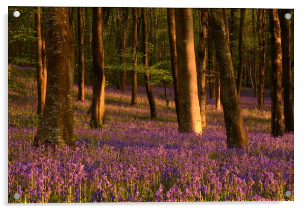 Dorset Woodland Acrylic by David Neighbour