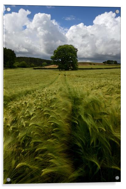 Barley Field - Portrait Acrylic by David Neighbour