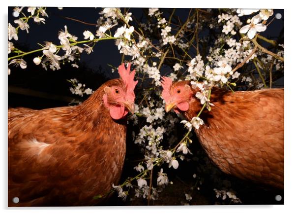 Spring Chickens Acrylic by David Neighbour