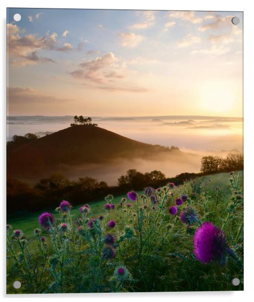 Thistles at Colmer's Hill Acrylic by David Neighbour