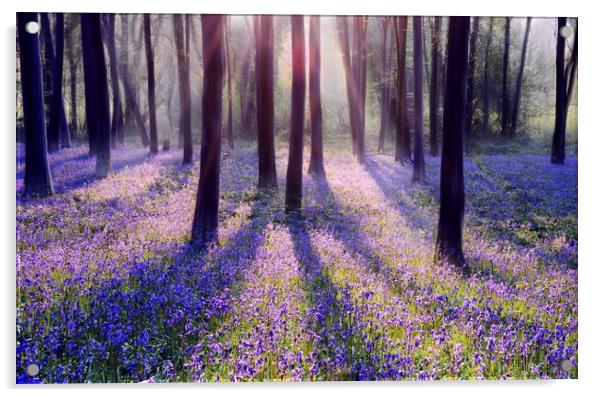 Morning in a Bluebell Wood Acrylic by David Neighbour