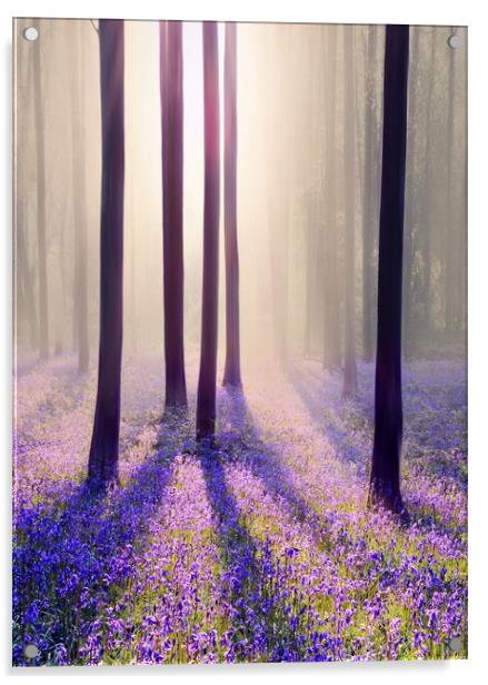 Silhouettes in a Bluebell Wood Acrylic by David Neighbour
