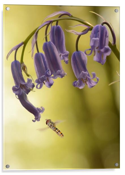 Hoverfly on Bluebell Acrylic by David Neighbour