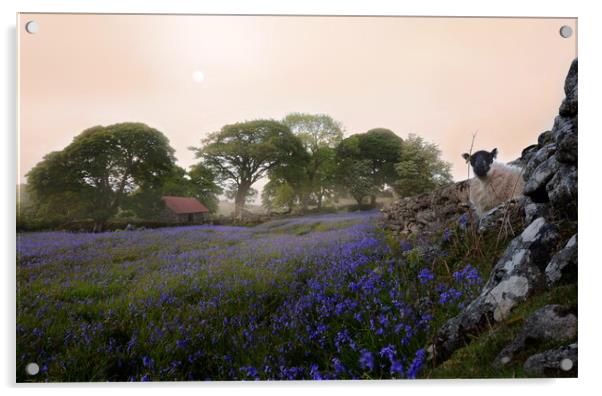 Dartmoor's Rugged Beauty Acrylic by David Neighbour