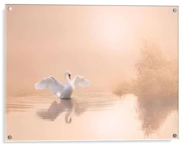 Soft Pink Swan Acrylic by David Neighbour