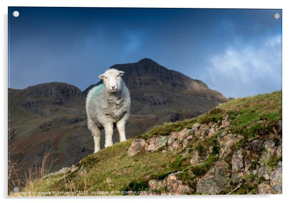 Herdwick sheep in the Langdales, UK Acrylic by wayne hutchinson