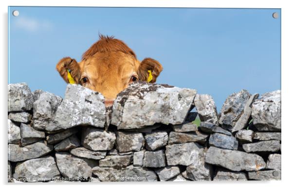 Peeping cow Acrylic by wayne hutchinson