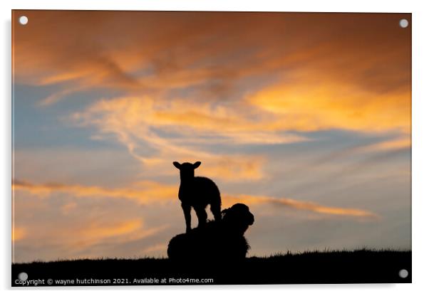 Sheep and ewe at sunset Acrylic by wayne hutchinson