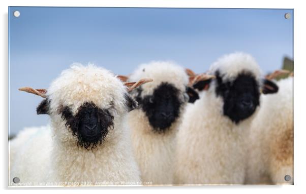 A group of sheep standing on top of a field Acrylic by wayne hutchinson