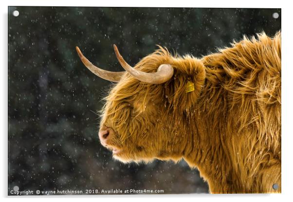 Highland cow braving  winter storm. Acrylic by wayne hutchinson