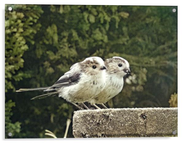 Two Little Dickie Birds Acrylic by Pauline Raine
