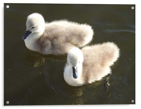 Ugly Ducklings Acrylic by Pauline Raine