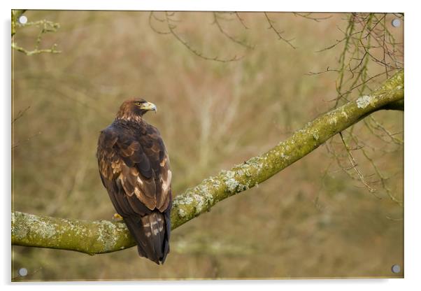 Golden Eagle (Aquila chrysaetos) perched on large  Acrylic by Lisa Louise Greenhorn
