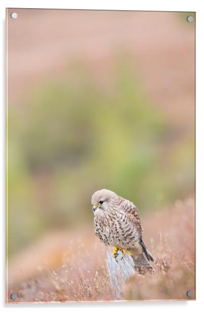 Common Kestrel (Falco Tinnuculus) perched on stump Acrylic by Lisa Louise Greenhorn