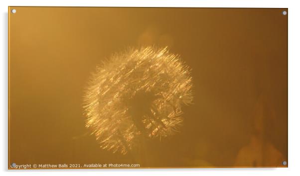 Golden Dandelion  Acrylic by Matthew Balls