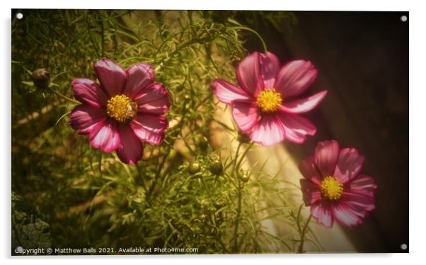 Three flowers Acrylic by Matthew Balls