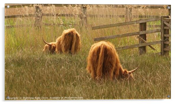 Highland cows eating grass Acrylic by Matthew Balls