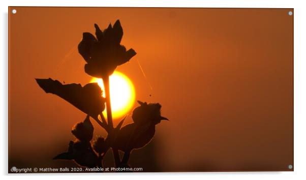 Sunset flower Acrylic by Matthew Balls