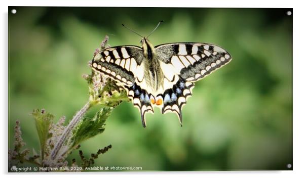 Swallow Tale Butterfly Acrylic by Matthew Balls