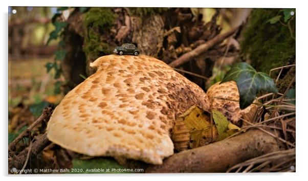 Fungus growing on a tree Acrylic by Matthew Balls