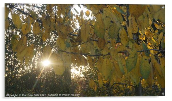 Autumn leaves at sunset Acrylic by Matthew Balls