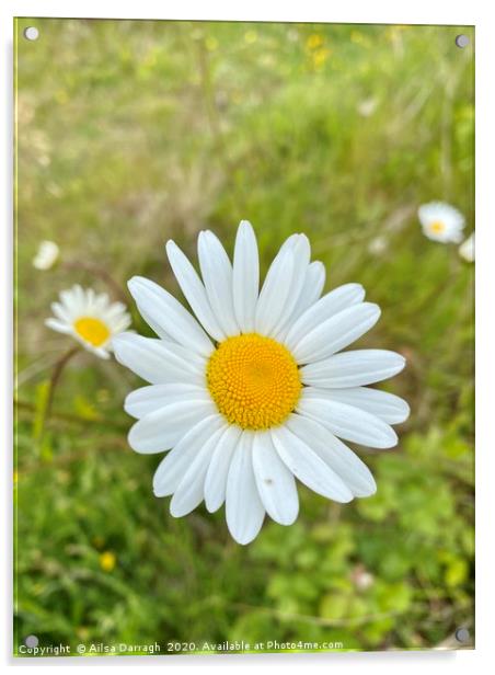 Ox-Eye wild Daisy  Acrylic by Ailsa Darragh