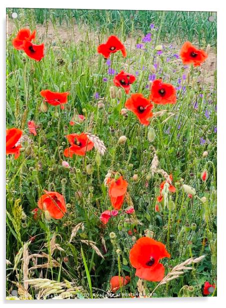 Wild Poppies in Suffolk Acrylic by Ailsa Darragh