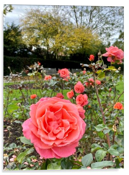 Autumn roses in the Park Acrylic by Ailsa Darragh