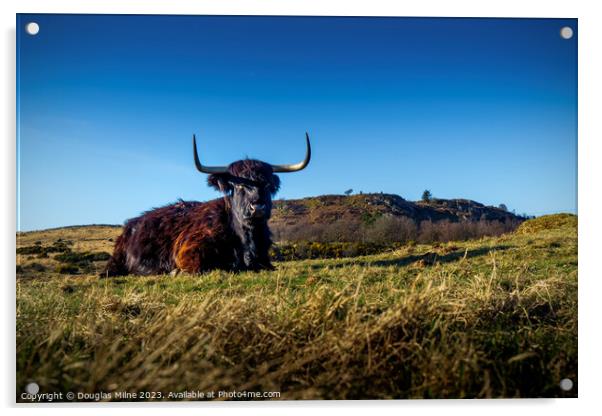 Highland Cow Acrylic by Douglas Milne