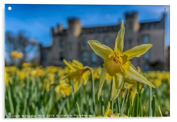 Daffodil Acrylic by Douglas Milne