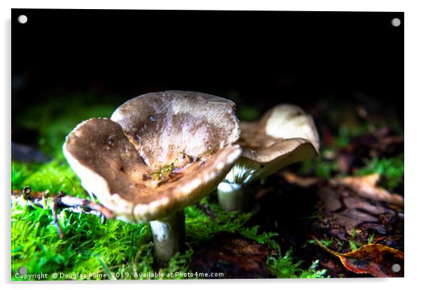 Fungi in my garden Acrylic by Douglas Milne