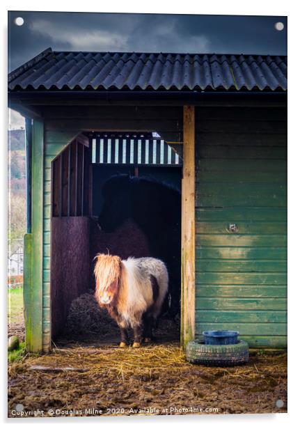 Shetland Pony in Rustic Stable Acrylic by Douglas Milne