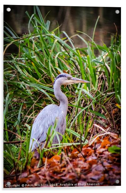 Young Heron on the towpath Acrylic by PAUL WILSON