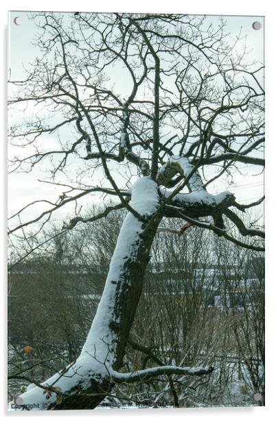 Over hanging snow covered tree Acrylic by Clive Wells