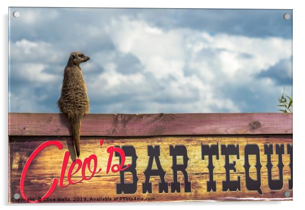 Meerkat sitting on bar sign Acrylic by Clive Wells