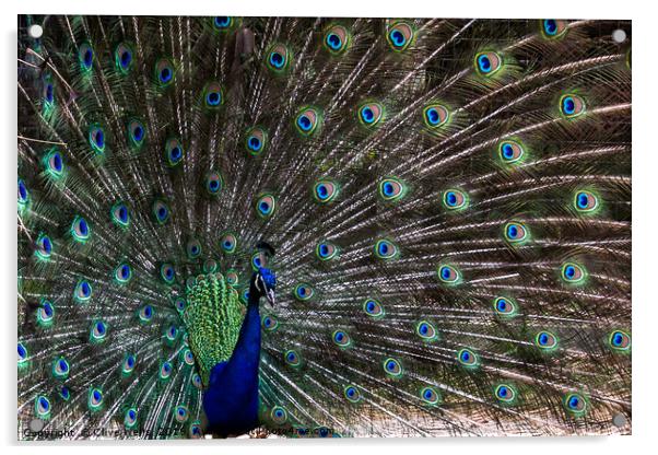 Displaying Peacock in lovely pose Acrylic by Clive Wells