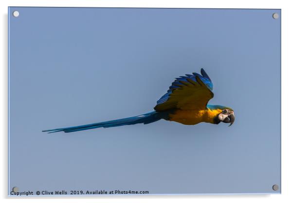 Blue-and-yellow Macaw Acrylic by Clive Wells