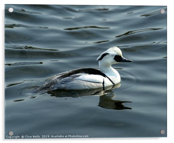 Smew Acrylic by Clive Wells