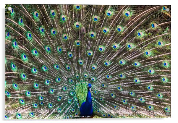 Lovely show of feathers from this Peacock Acrylic by Clive Wells