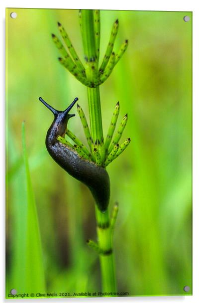 Slug Acrylic by Clive Wells